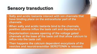 • Salty and acidic tastants interact with ion channels that
have binding place on the extracellular part of the
channels.
• When salty and acidic tastants bind to the channels,
positive cations influx the taste cell and depolarise it.
• Depolarisation causes opening of the voltage gated
channels at the base of the taste cell that allow calcium to
influx into the taste cell.
• Then happens the calcium dependent exocytosis of the
vesicles and neurotransmitter SEROTONIN is released.
Sensory transduction
 