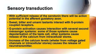 • With sufficient release of the serotonin there will be action
potential in the afferent gustatory axon.
• Sweet, bitter and umami tastants interact with G-protein
coupled receptors.
• G-protein activation causes interaction with several second
messenger systems: some of those systems cause
depolarisation of the taste cell, other systems cause
release of the calcium from intracellular stores.
• Increase of the calcium levels (wheter from voltage gated
channels or intracellular stores) causes the release of
neurotransmitter.
Sensory transduction
 