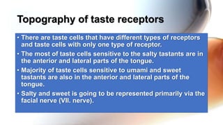 • There are taste cells that have different types of receptors
and taste cells with only one type of receptor.
• The most of taste cells sensitive to the salty tastants are in
the anterior and lateral parts of the tongue.
• Majority of taste cells sensitive to umami and sweet
tastants are also in the anterior and lateral parts of the
tongue.
• Salty and sweet is going to be represented primarily via the
facial nerve (VII. nerve).
Topography of taste receptors
 