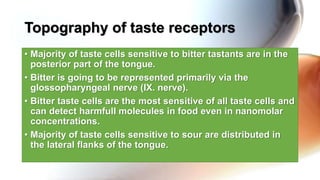 • Majority of taste cells sensitive to bitter tastants are in the
posterior part of the tongue.
• Bitter is going to be represented primarily via the
glossopharyngeal nerve (IX. nerve).
• Bitter taste cells are the most sensitive of all taste cells and
can detect harmfull molecules in food even in nanomolar
concentrations.
• Majority of taste cells sensitive to sour are distributed in
the lateral flanks of the tongue.
Topography of taste receptors
 