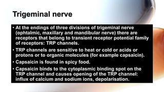 • At the endings of three divisions of trigeminal nerve
(ophtalmic, maxillary and mandibular nerve) there are
receptors that belong to transient receptor potential family
of receptors: TRP channels.
• TRP channels are sensitive to heat or cold or acids or
protons or to organic molecules (for example capsaicin).
• Capsaicin is found in spicy food.
• Capsaicin binds to the cytoplasmic binding spot on the
TRP channel and causes opening of the TRP channel:
influx of calcium and sodium ions, depolarisation.
Trigeminal nerve
 