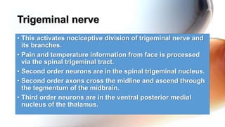 • This activates nociceptive division of trigeminal nerve and
its branches.
• Pain and temperature information from face is processed
via the spinal trigeminal tract.
• Second order neurons are in the spinal trigeminal nucleus.
• Second order axons cross the midline and ascend through
the tegmentum of the midbrain.
• Third order neurons are in the ventral posterior medial
nucleus of the thalamus.
Trigeminal nerve
 