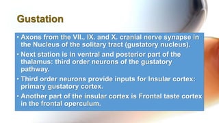 • Axons from the VII., IX. and X. cranial nerve synapse in
the Nucleus of the solitary tract (gustatory nucleus).
• Next station is in ventral and posterior part of the
thalamus: third order neurons of the gustatory
pathway.
• Third order neurons provide inputs for Insular cortex:
primary gustatory cortex.
• Another part of the insular cortex is Frontal taste cortex
in the frontal operculum.
Gustation
 