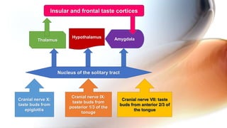 Cranial nerve X:
taste buds from
epiglottis
Cranial nerve IX:
taste buds from
posterior 1/3 of the
tonuge
Cranial nerve VII: taste
buds from anterior 2/3 of
the tongue
Nucleus of the solitary tract
Thalamus
Hypothalamus Amygdala
Insular and frontal taste cortices
 