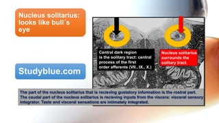 Nucleus solitarius:
looks like bull´s
eye
Studyblue.com
Central dark region
is the solitary tract: central
process of the first
order afferents (VII., IX., X.)
Nucleus solitarius
surrounds the
solitary tract.
The part of the nucleus solitarius that is recieving gustatory information is the rostral part.
The caudal part of the nucleus solitarius is recieving inputs from the viscera: visceral sensory
integrator. Taste and visceral sensations are intimately integrated.
 