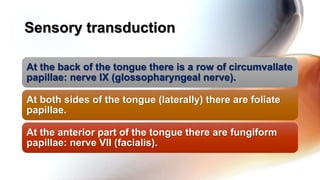 At the back of the tongue there is a row of circumvallate
papillae: nerve IX (glossopharyngeal nerve).
At both sides of the tongue (laterally) there are foliate
papillae.
At the anterior part of the tongue there are fungiform
papillae: nerve VII (facialis).
Sensory transduction
 
