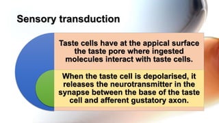 Taste cells have at the appical surface
the taste pore where ingested
molecules interact with taste cells.
When the taste cell is depolarised, it
releases the neurotransmitter in the
synapse between the base of the taste
cell and afferent gustatory axon.
Sensory transduction
 