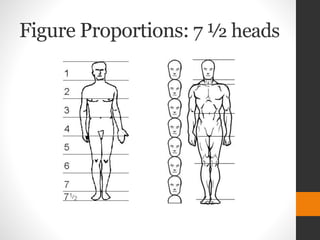 Figure Proportions: 7 ½ heads
 