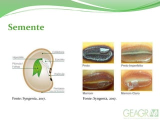 Semente
Fonte: Syngenta, 2017. Fonte: Syngenta, 2017.
 
