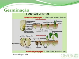 Germinação
Fonte: Geagra, 2016.
 