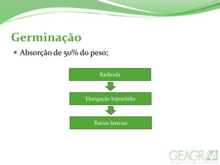 Germinação
 Absorção de 50% do peso;
Radícula
Elongação hipocótilo
Raízes laterais
 