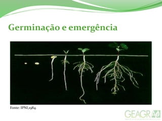 Germinação e emergência
Fonte: IPNI,1984.
 