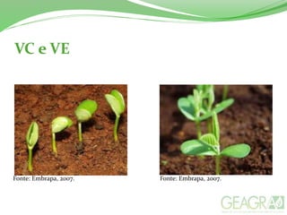 VC e VE
Fonte: Embrapa, 2007. Fonte: Embrapa, 2007.
 
