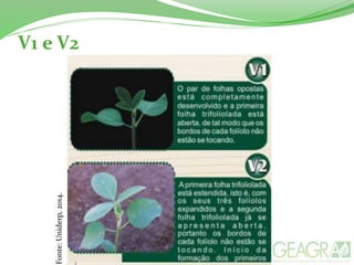 V1 e V2
Fonte:Uniderp,2014.
 