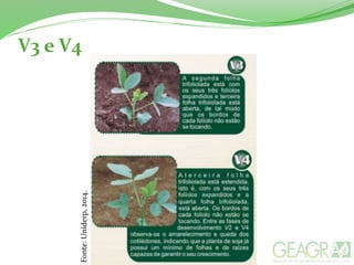 V3 e V4
Fonte:Uniderp,2014.
 
