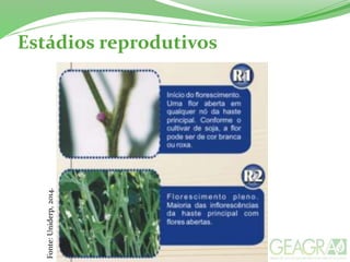 Estádios reprodutivosFonte:Uniderp,2014.
 