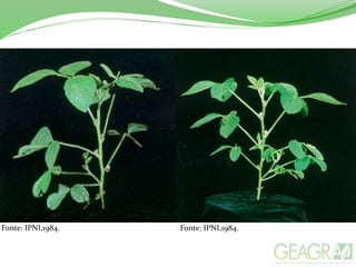 Fonte: IPNI,1984. Fonte: IPNI,1984.
 