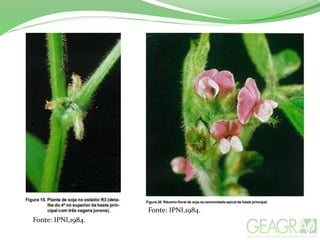 Fonte: IPNI,1984.
Fonte: IPNI,1984.
 