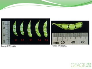 5.1 5.2 5.3 5.4 5.5
Fonte: IPNI,1984. Fonte: IPNI,1984.
 