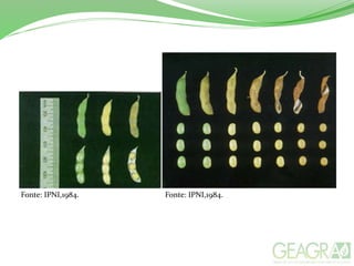 Fonte: IPNI,1984. Fonte: IPNI,1984.
 