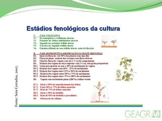 Fonte:SoiaCerrados,2007.
 