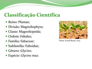 Classificação Científica
 Reino: Plantae;
 Divisão: Magnoliophyta;
 Classe: Magnoliopsida;
 Ordem: Fabales;
 Família: Fabaceae;
 Subfamília: Faboidae;
 Gênero: Glycine;
 Espécie: Glycine max.
Fonte: Canal Rural, 2017.
 