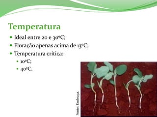 Temperatura
 Ideal entre 20 e 30ºC;
 Floração apenas acima de 13ºC;
 Temperatura crítica:
 10ºC;
 40ºC.
Fonte:Embrapa.
 