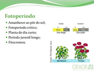 Fotoperíodo
 Amanhecer ao pôr do sol;
 Fotoperíodo crítico;
 Planta de dia curto;
 Período juvenil longo;
 Fitocromos.
Fonte:Pré-federal,2012.
 
