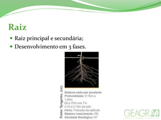 Raiz
 Raiz principal e secundária;
 Desenvolvimento em 3 fases.
Fonte:Syngenta,2017.
 