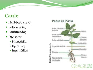 Caule
 Herbáceo ereto;
 Pubescente;
 Ramificado;
 Divisões:
 Hipocótilo;
 Epicótilo;
 Internódios. Fonte:Syngenta,2017.
 