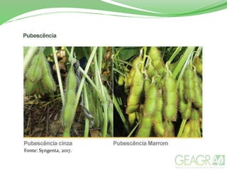 Fonte: Syngenta, 2017.
 