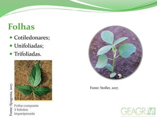 Folhas
 Cotiledonares;
 Unifoliadas;
 Trifoliadas.
Fonte: Stoller, 2017.
Fonte:Syngenta,2017.
 