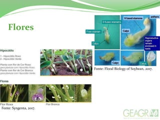Flores
Fonte: Syngenta, 2017.
Fonte: Floral Biology of Soybean, 2017.
 