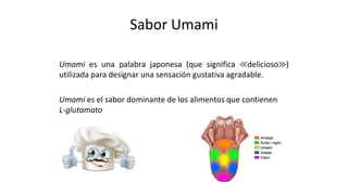 Umami es una palabra japonesa (que significa ≪delicioso≫)
utilizada para designar una sensación gustativa agradable.
Umami es el sabor dominante de los alimentos que contienen
L-glutamato
Sabor Umami
 