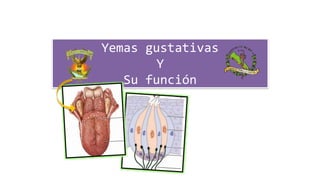 Yemas gustativas
Y
Su función
 