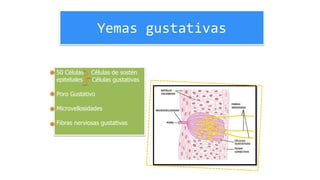 Yemas gustativas
50 Células Células de sostén
epiteliales Células gustativas
Poro Gustativo
Microvellosidades
Fibras nerviosas gustativas
 