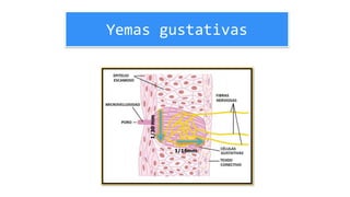 Yemas gustativas
1/30mm 1/16mm
 