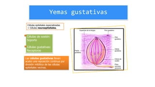 Yemas gustativas
Las células gustativas llevan
acabo una reposición continua por
división mitótica de las células
epiteliales vecinas.
Células de sostén:
Soporte
Células gustativas:
Receptoras
Células epiteliales especializadas
= Células neuroepiteliales.
 