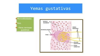 Yemas gustativas
Microvellosidades
Poro
Fibras nerviosas
gustativas
 
