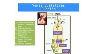 Yemas gustativas
-Función-
Ligando
gustativo
Transducción
de señales
Señal
de Ca2+
Ca2+
Exocitosis
Neurotransmisor
Potencial
de acción
Ca2+
1) Sustancia se disuelve
en moco y saliva de la
boca.
2) Se liberan ligandos
3) Se transducen señales
dentro de la célula
4) Señal de Ca2+
intracelular
5) El aumento de Ca2+
permite la exocitosis
de vesículas.
6) Potencial de acción
 