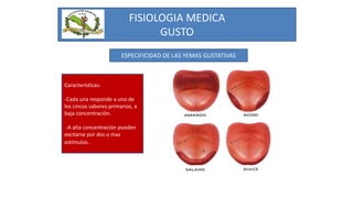 FISIOLOGIA MEDICA
GUSTO
ESPECIFICIDAD DE LAS YEMAS GUSTATIVAS
Características:
-Cada una responde a uno de
los cincos sabores primarios, a
baja concentración.
-A alta concentración pueden
excitarse por dos o mas
estímulos.
 