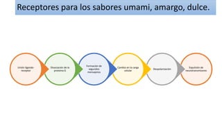 Receptores para los sabores umami, amargo, dulce.
Expulsión de
neurotransmisores
Despolarización
Cambio en la carga
celular
Formación de
segundos
mensajeros
Disociación de la
proteína G
Unión ligando-
receptor
 