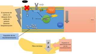 άβ
γ
L
ADENILATO
CICLASA
canal
Deposito
Ca
Fibra nerviosa
Núcleo
P
A
k
Núcleo
Ca
Se genera un
potencial de acción
con los
neurotransmisores
AMPC
Gustducina
El aumento de
calcio y el
bloqueo de la
salida de
potasio
Generan
Despolarización
Expulsión de los
neurotransmisores
 