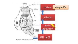 VII IX X
Bulbo
raquídeo
tálamo
corteza integración
 