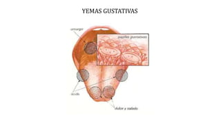 YEMAS GUSTATIVAS
 