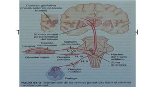 Transmisión de las señales gustativas en el
SNC
 