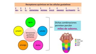 Receptores químicos en las células gustativas
Sensaciones
gustativas
primarias
agrio
salado
dulceamargo
umami
Dichas combinaciones
permiten percibir
 