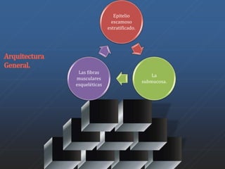 Epitelio 
escamoso 
estratificado. 
La 
submucosa. 
Las fibras 
musculares 
esqueléticas 
 