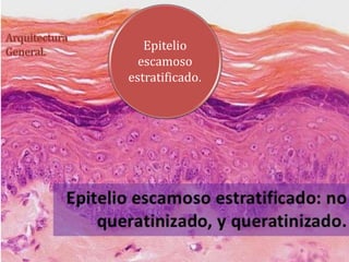 Epitelio 
escamoso 
estratificado. 
 