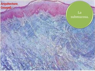 La 
submucosa. 
 